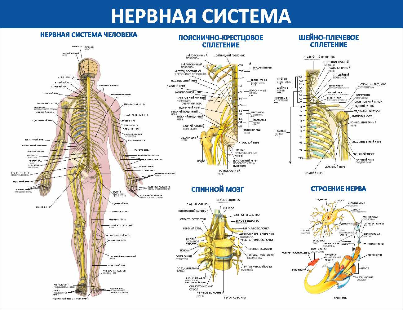 Нервная система Соликамск