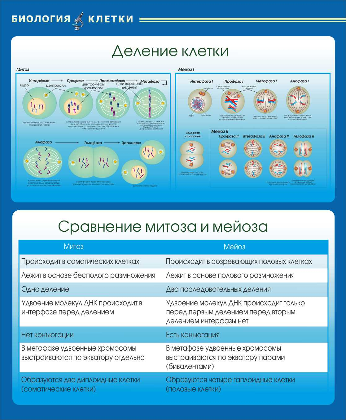 Деление клетки Сравнение митоза и мейоза в Соликамске